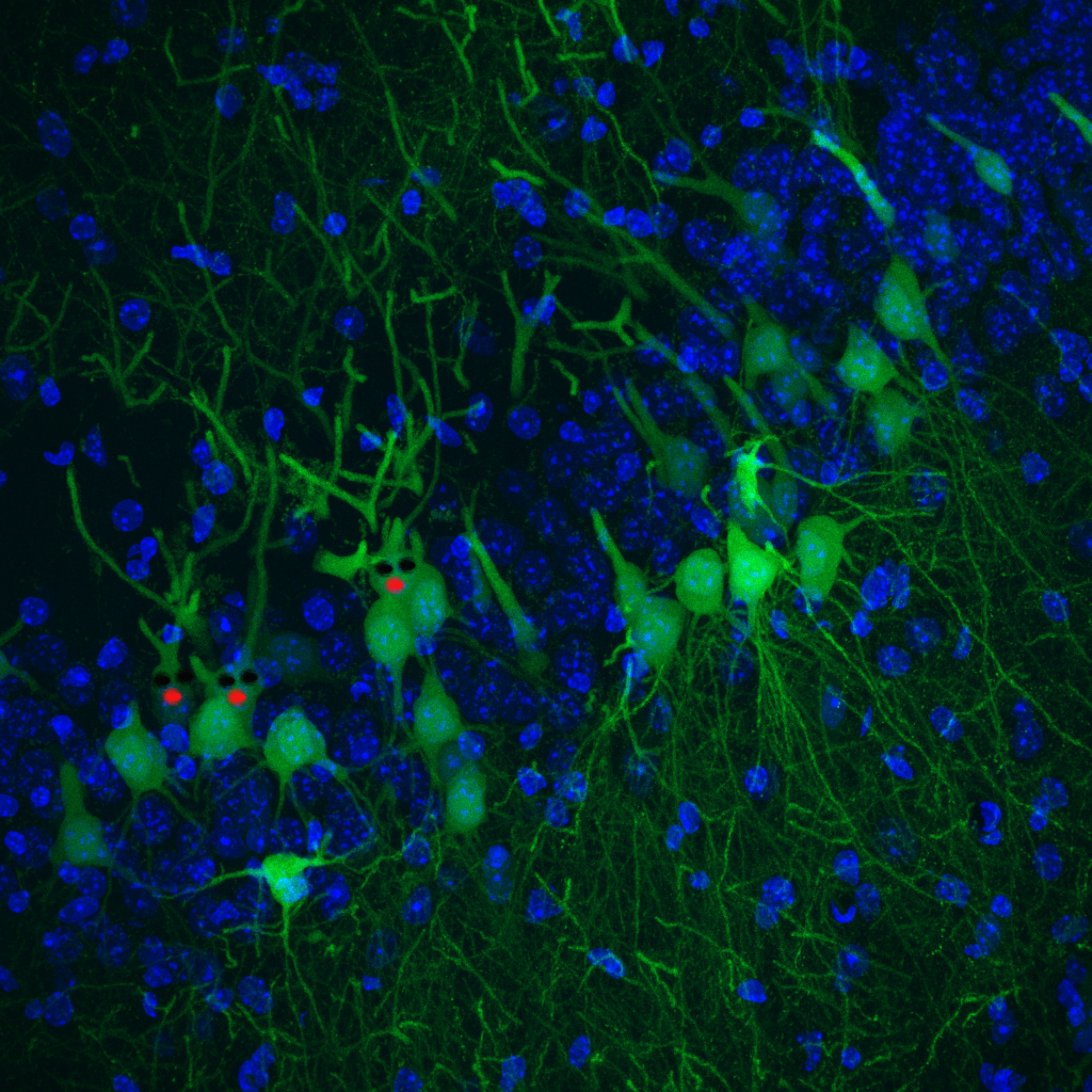 Neuronal Xmas